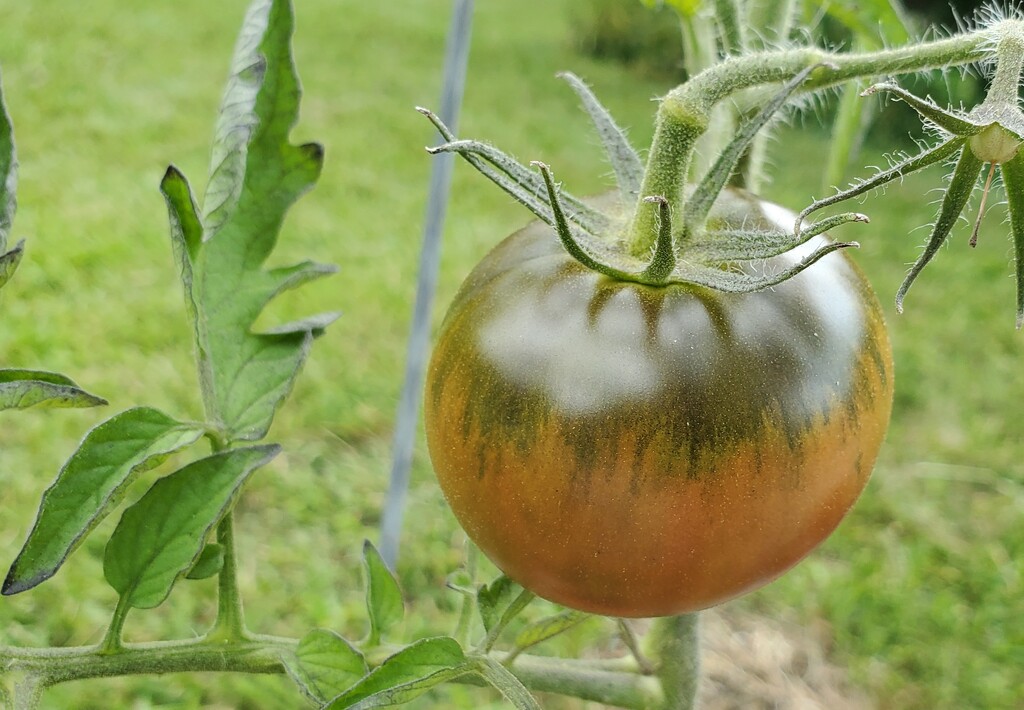 Tomato and leaf by houser934