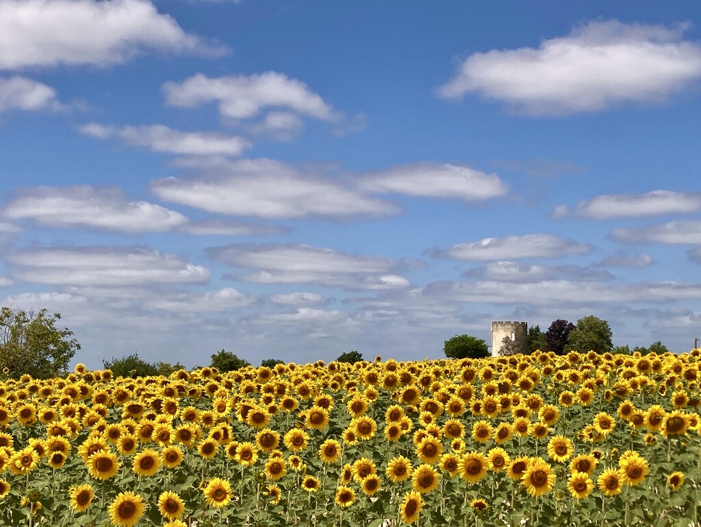 Summer in the south of France  by paul1j