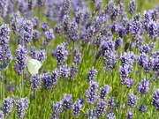 22nd Jul 2024 - Lavender