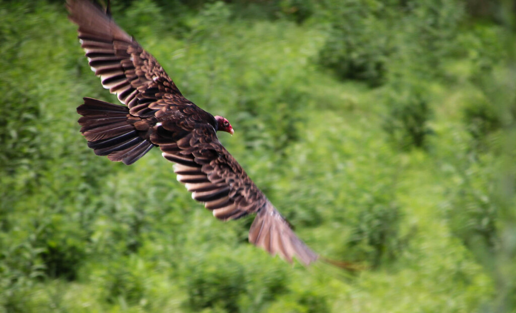 Turkey vulture by mittens