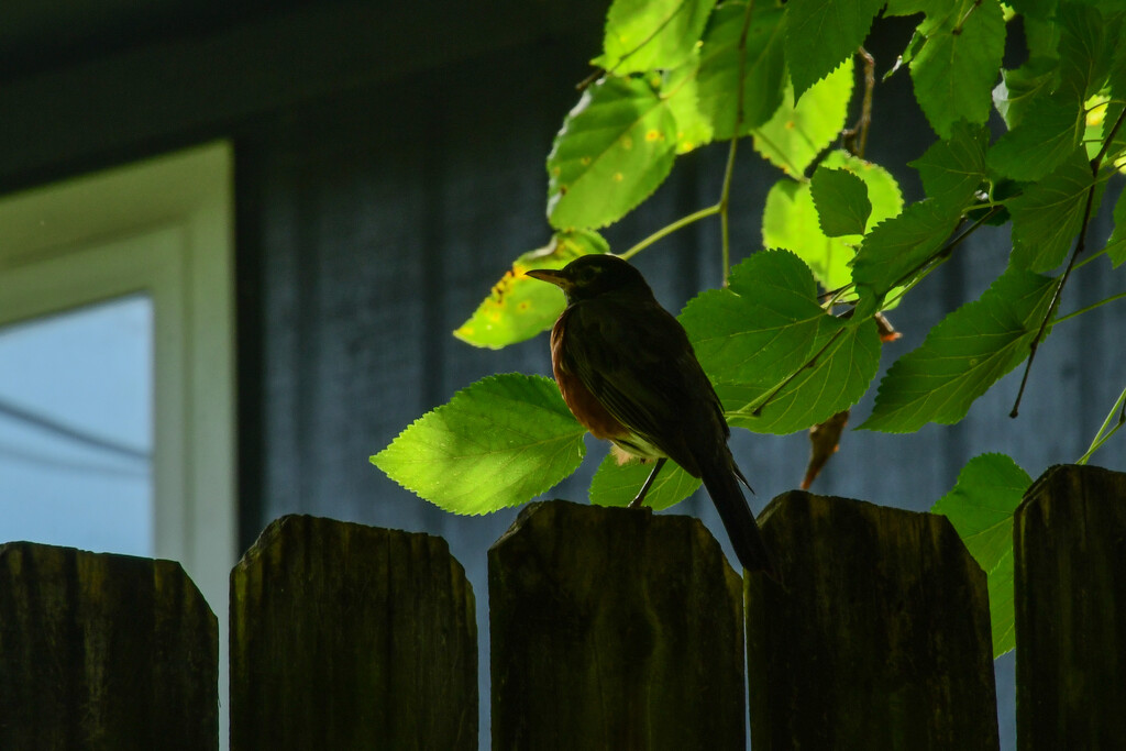 Robin on My Fence by kareenking