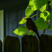 Robin on My Fence by kareenking