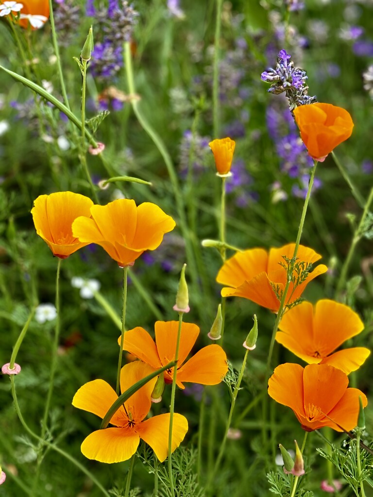 Orange treasure in the lavender by lizgooster