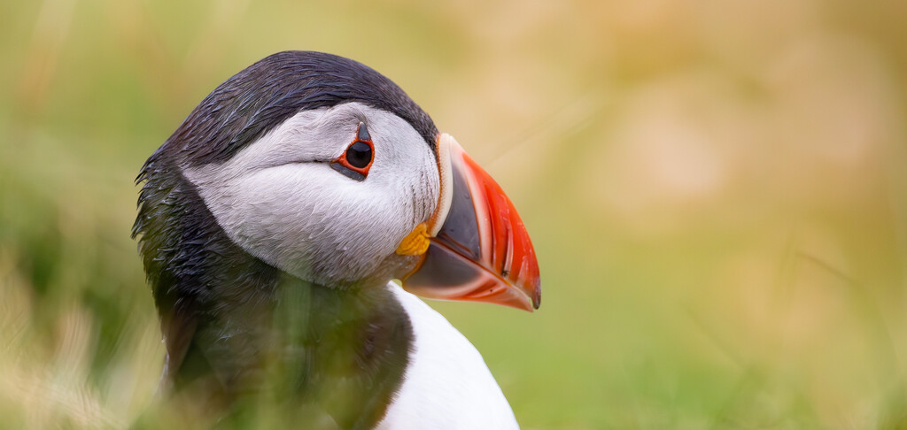 Sumburgh Puffin by lifeat60degrees