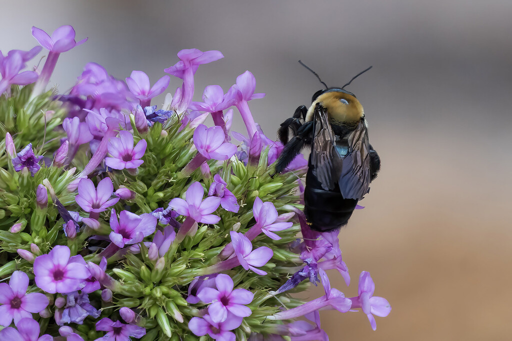 Carpenter Bee by k9photo