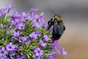 22nd Jul 2024 - Carpenter Bee