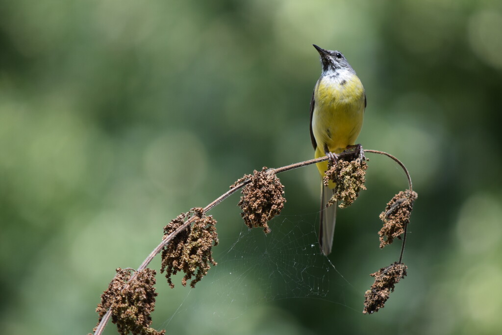 Grey Wagtail by dragey74