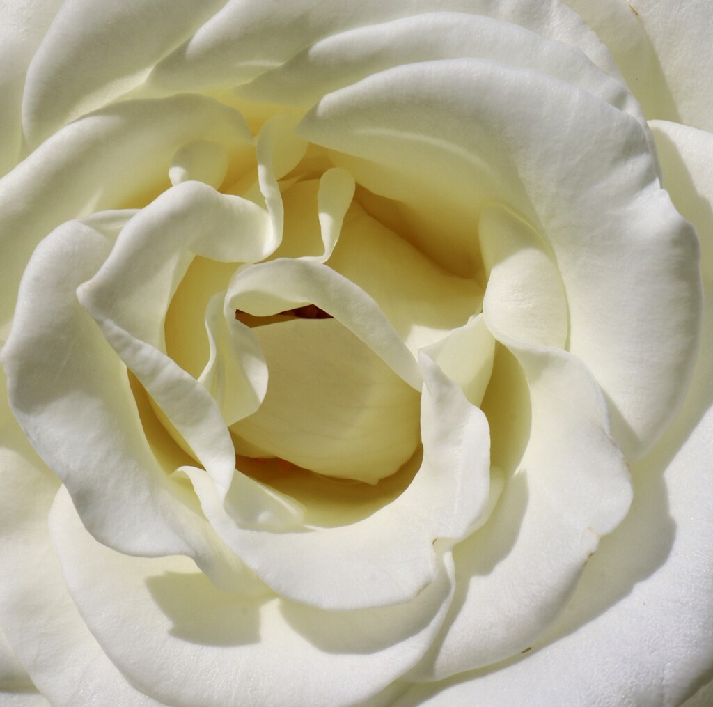 White Rose by jeremyccc