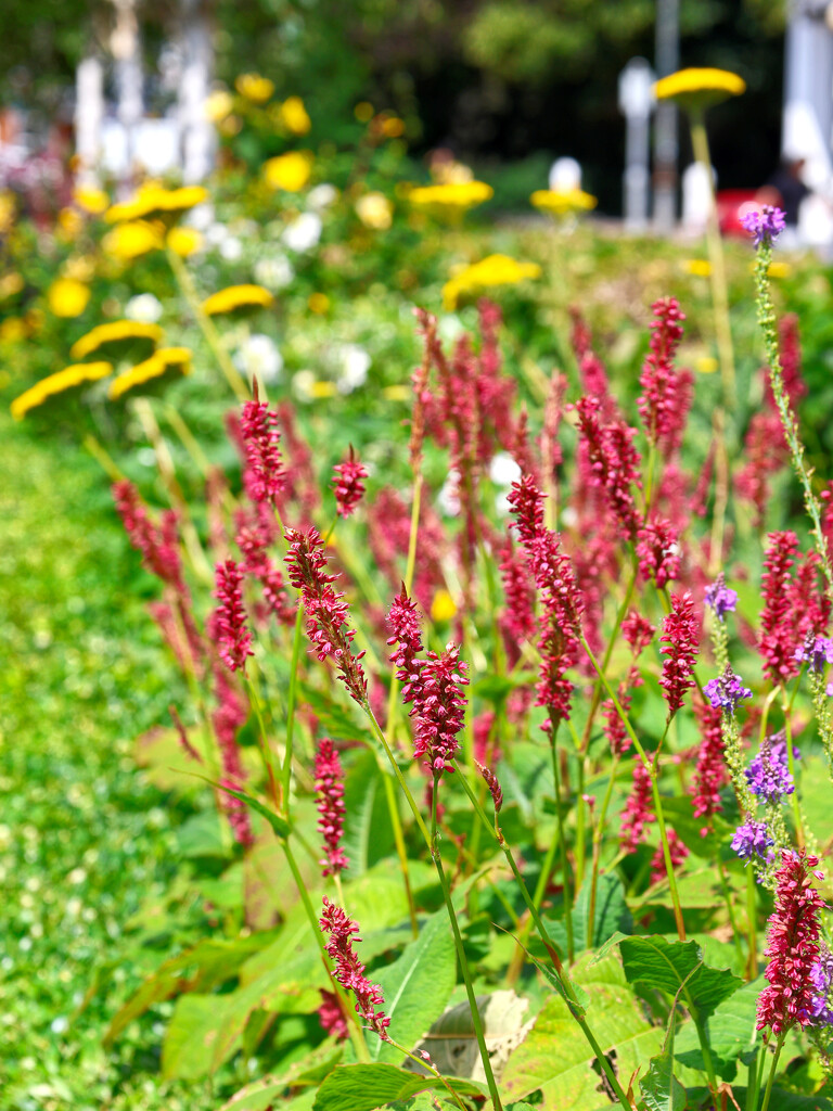 Summer display by neil_ge