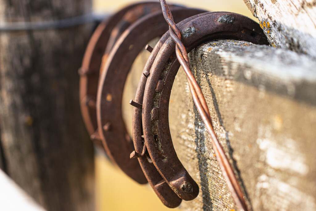 horse shoes by aecasey