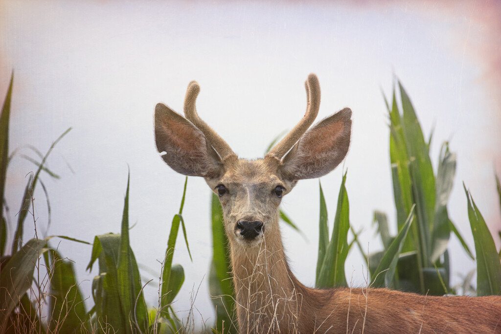 mule deer by aecasey