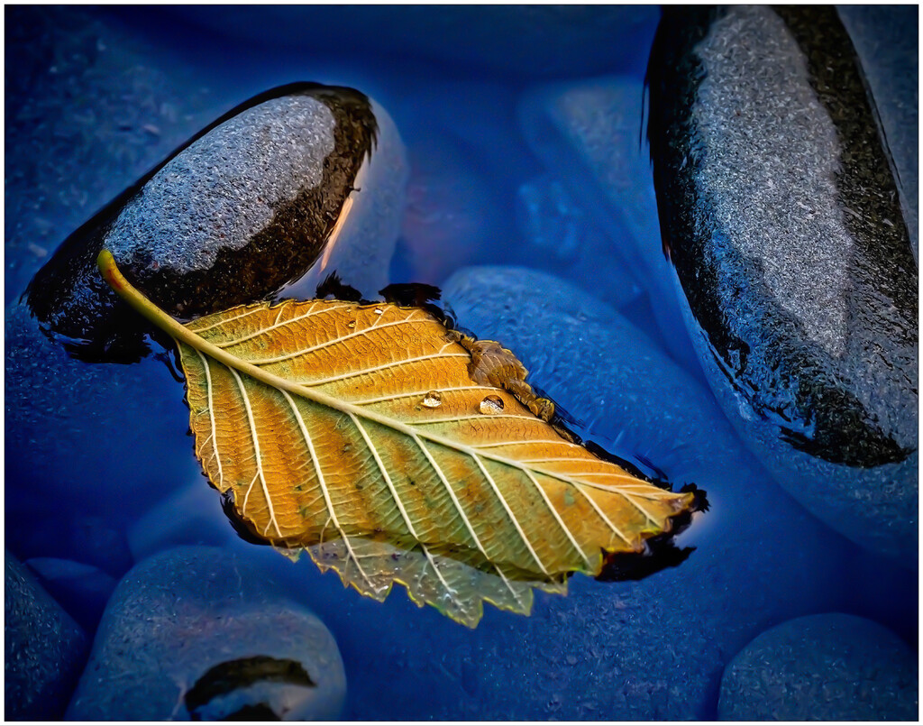 Original leaf by shutterbug49