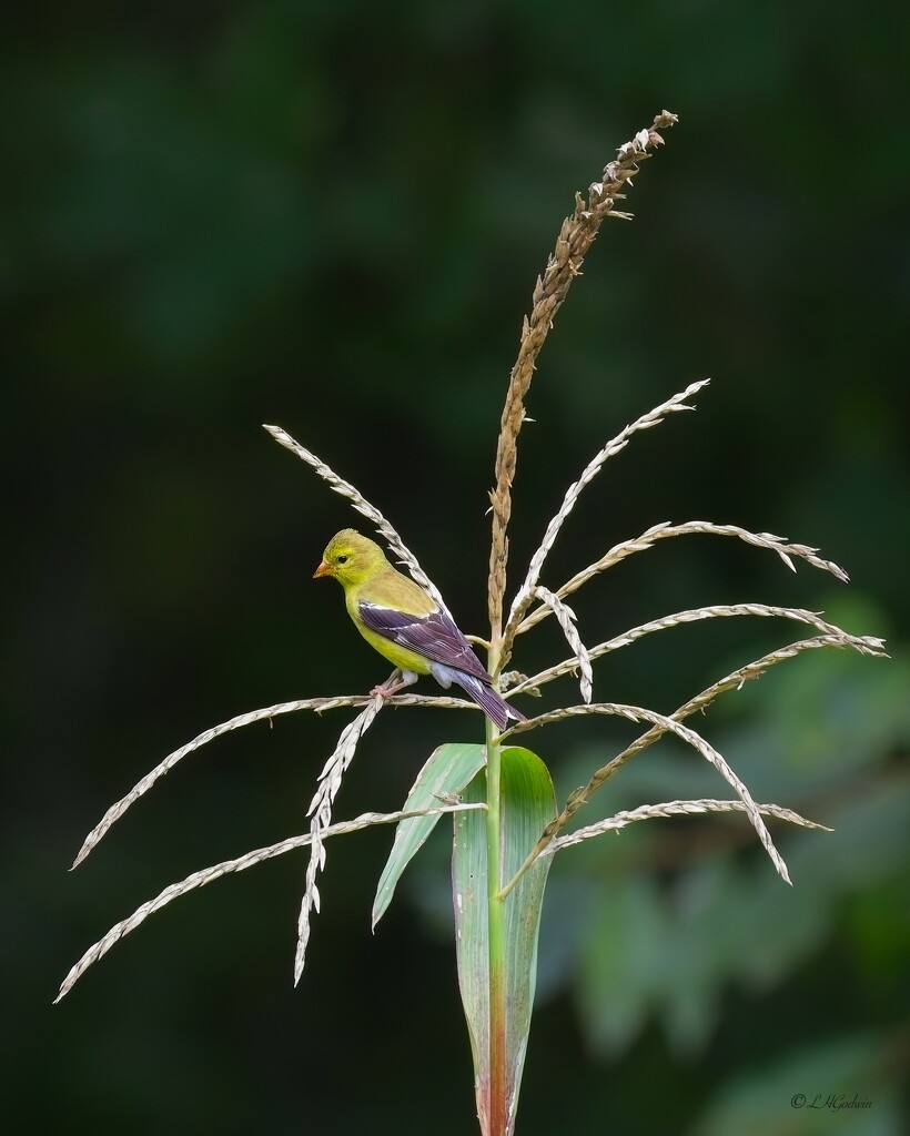 LHG_2428 Goldfinch on tassel by rontu