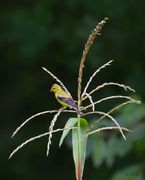 22nd Jul 2024 - LHG_2428 Goldfinch on tassel