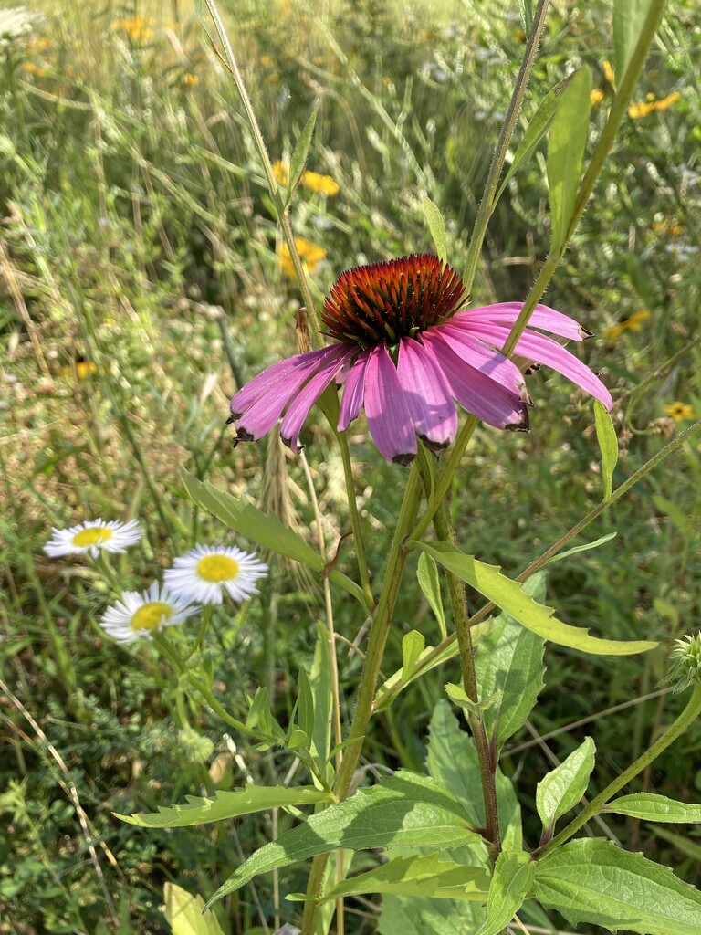 coneflower by wiesnerbeth