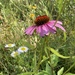 coneflower by wiesnerbeth