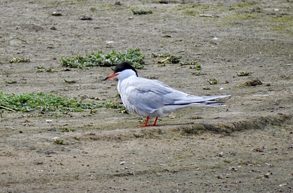 Common Tern by susiemc