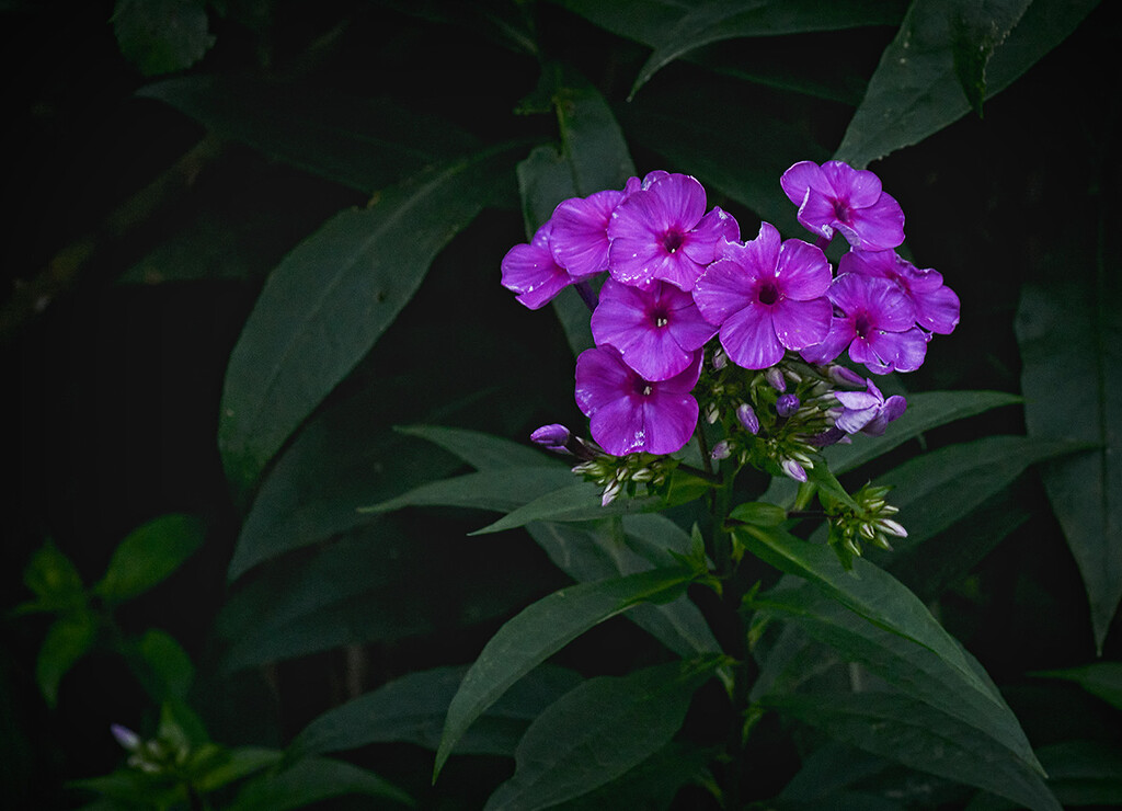 Fuchsia Phlox by gardencat