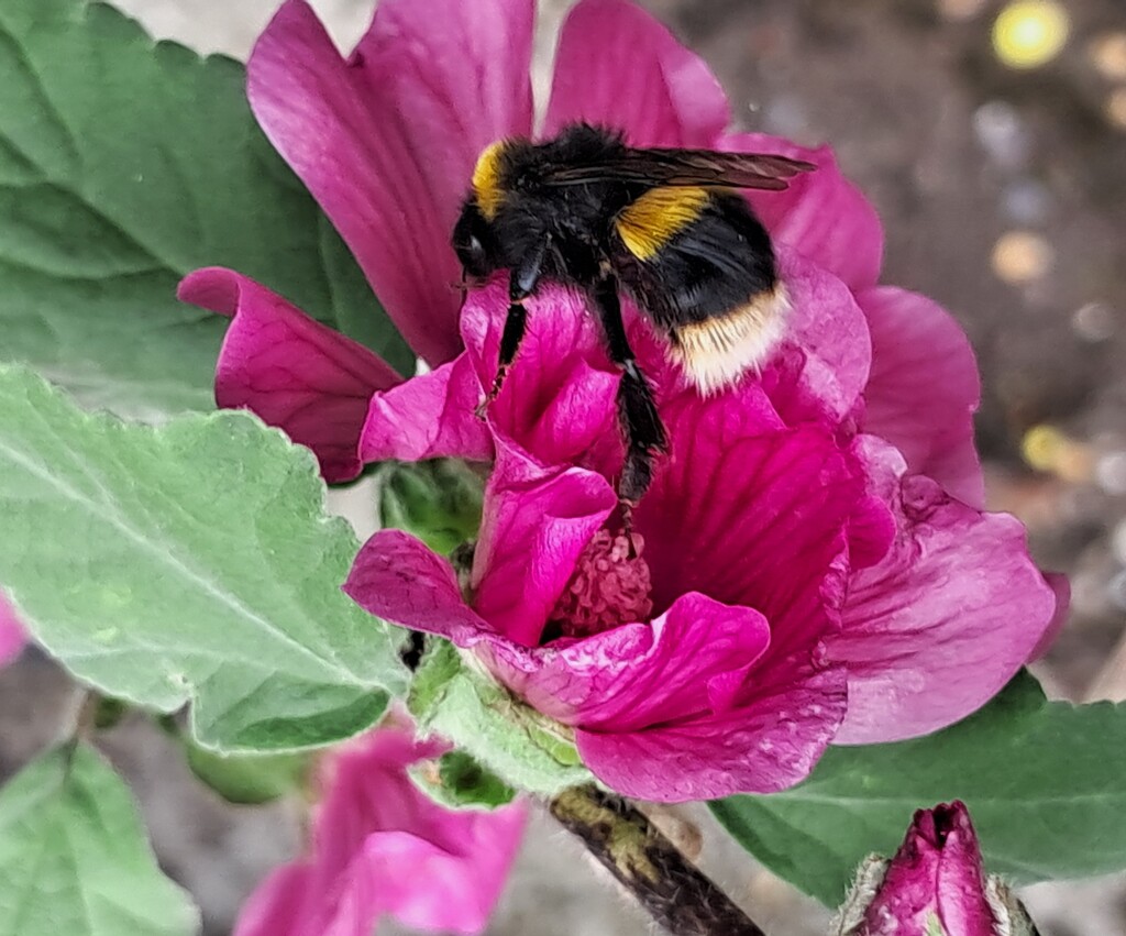 Day 204/366. Bee on lavatera.  by fairynormal