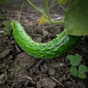 22nd Jul 2024 - Finally we're starting to get a harvest from the allotment 