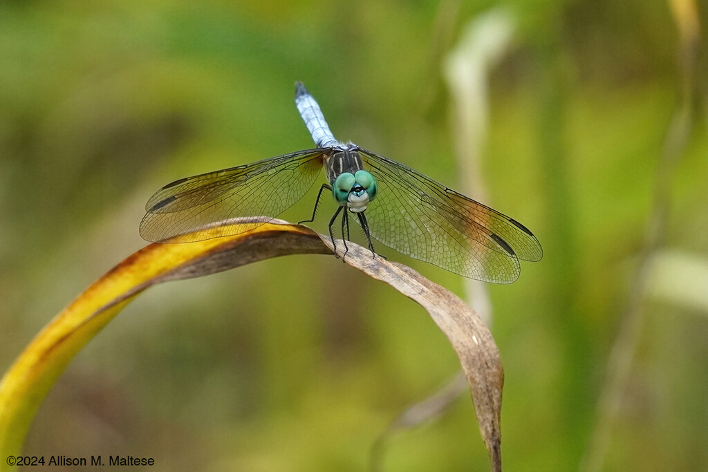 Blue Dasher by falcon11