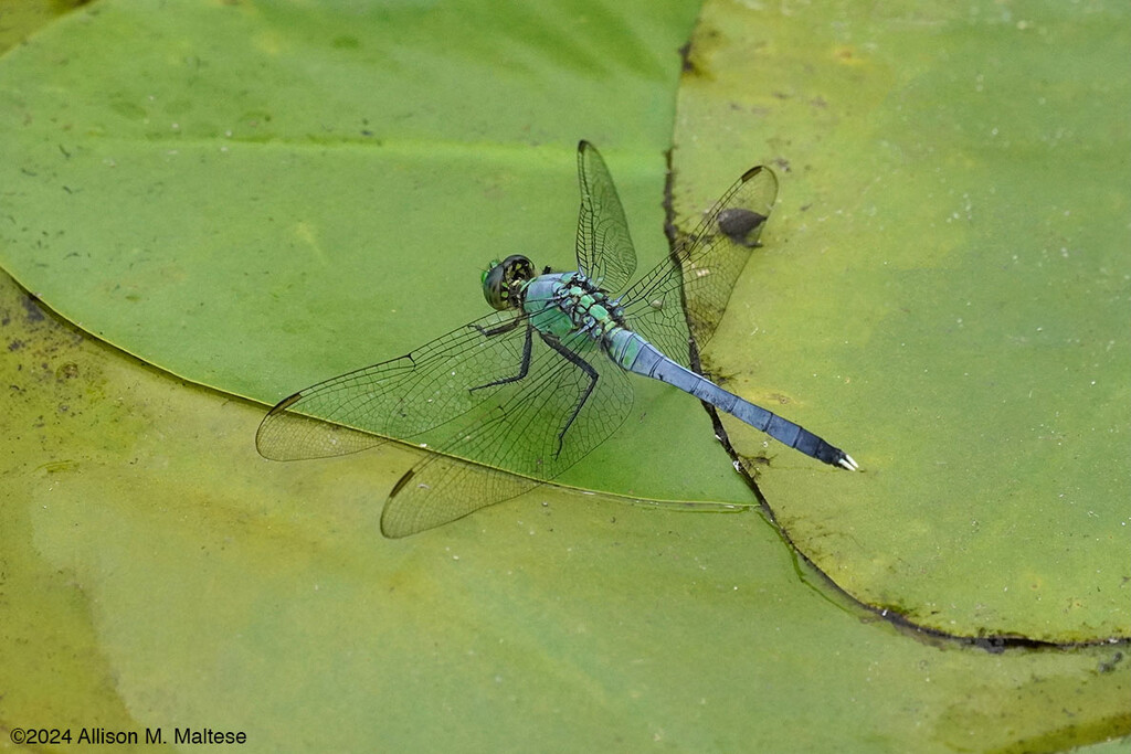 Eastern Pondhawk by falcon11