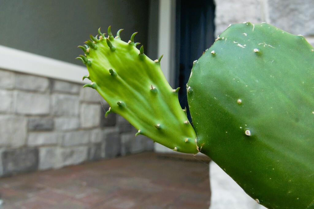 Hello Cactus by photohoot