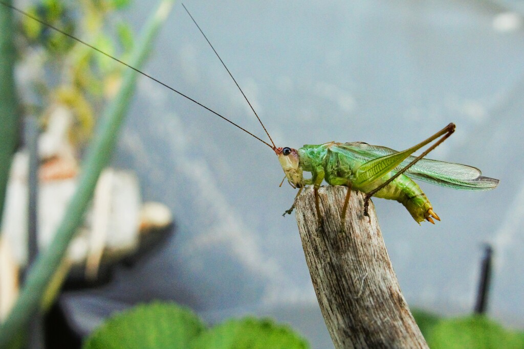 Hopper by photohoot