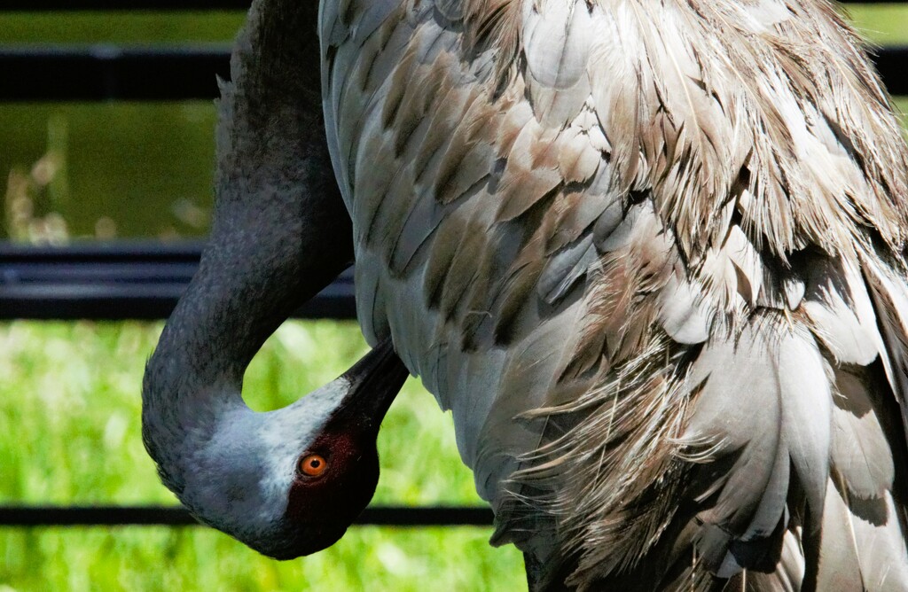 Preening by photohoot