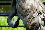 22nd Jul 2024 - Preening