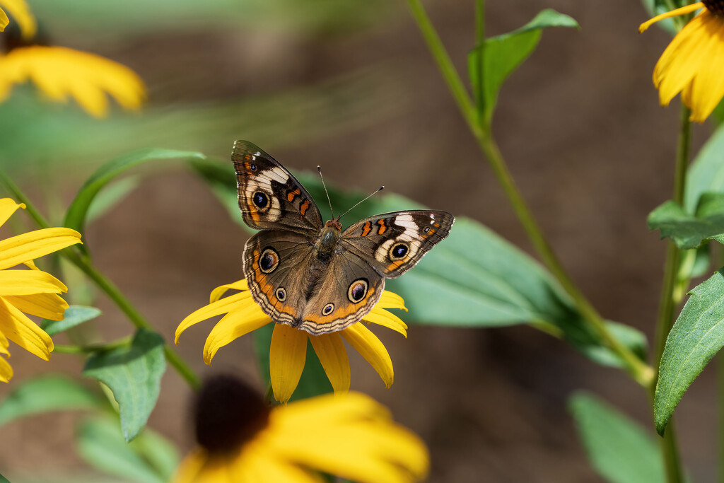 Common Buckeye by kvphoto