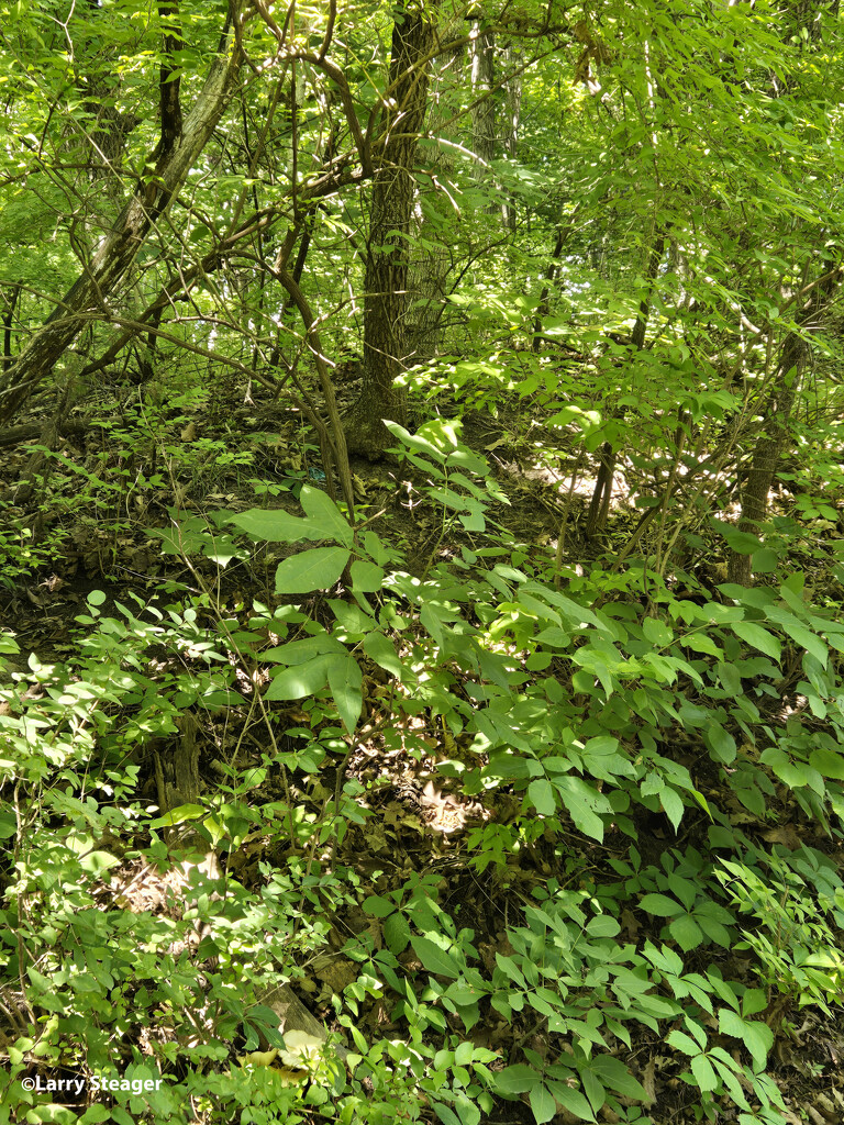 Wooded area beside the walking path by larrysphotos