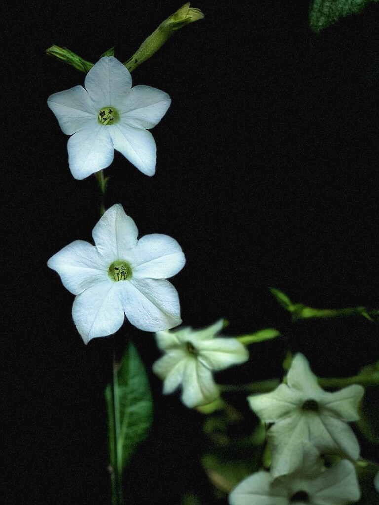 Nicotiana Flowers by anncooke76