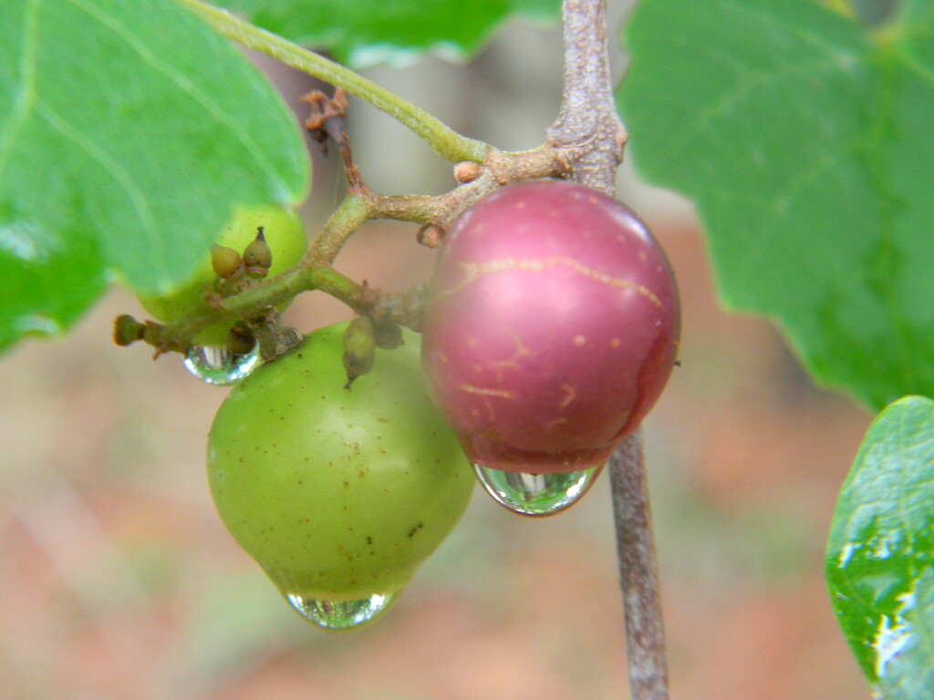 Raindrops on Grapes  by sfeldphotos