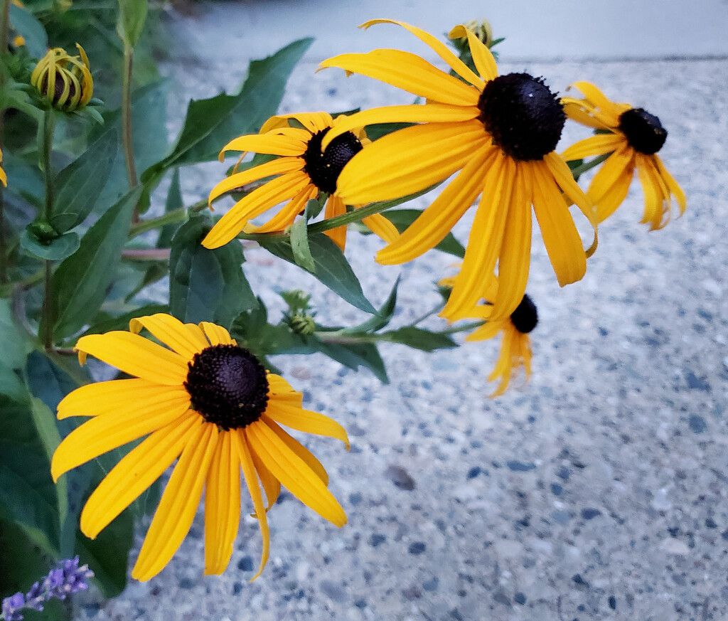 yellow sidewalk flowers-edited by houser934