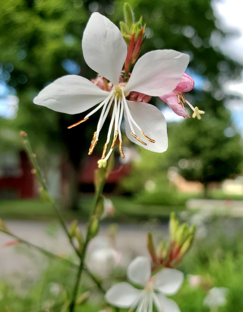 More sidewalk flowers.. by houser934