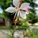 More sidewalk flowers.. by houser934