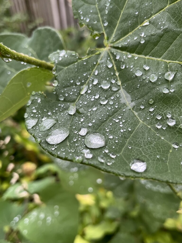 Raindrops  by beckyk365