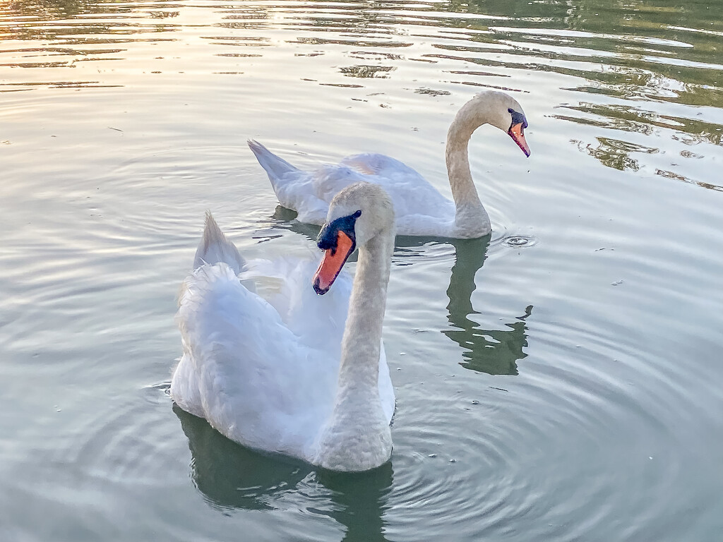 Mute Swans by cdcook48