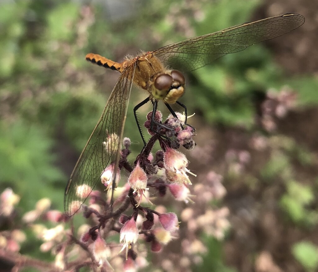 Dragonfly  by dailypix