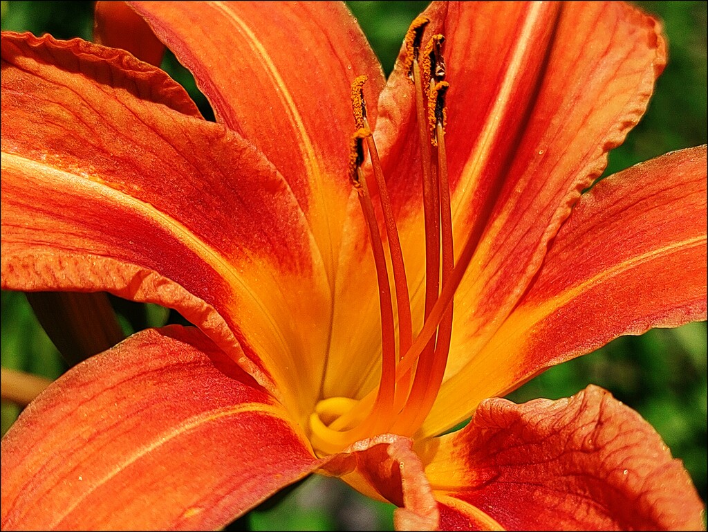 Divine Day Lily by olivetreeann