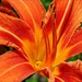 Divine Day Lily