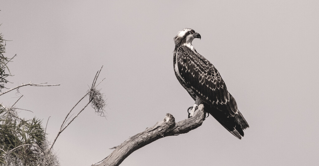 The Juvenile Osprey Hanging Out! by rickster549