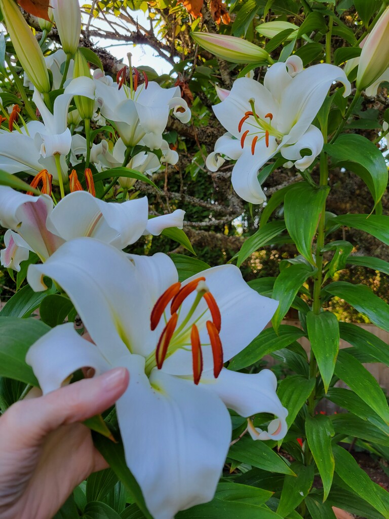 Tall Lilies by kimmer50