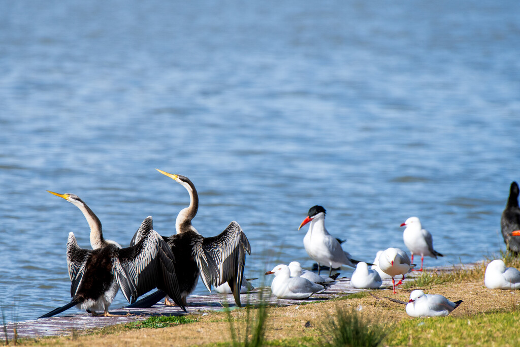 Darling River bird life by nannasgotitgoingon