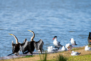 23rd Jul 2024 - Darling River bird life