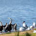 Darling River bird life