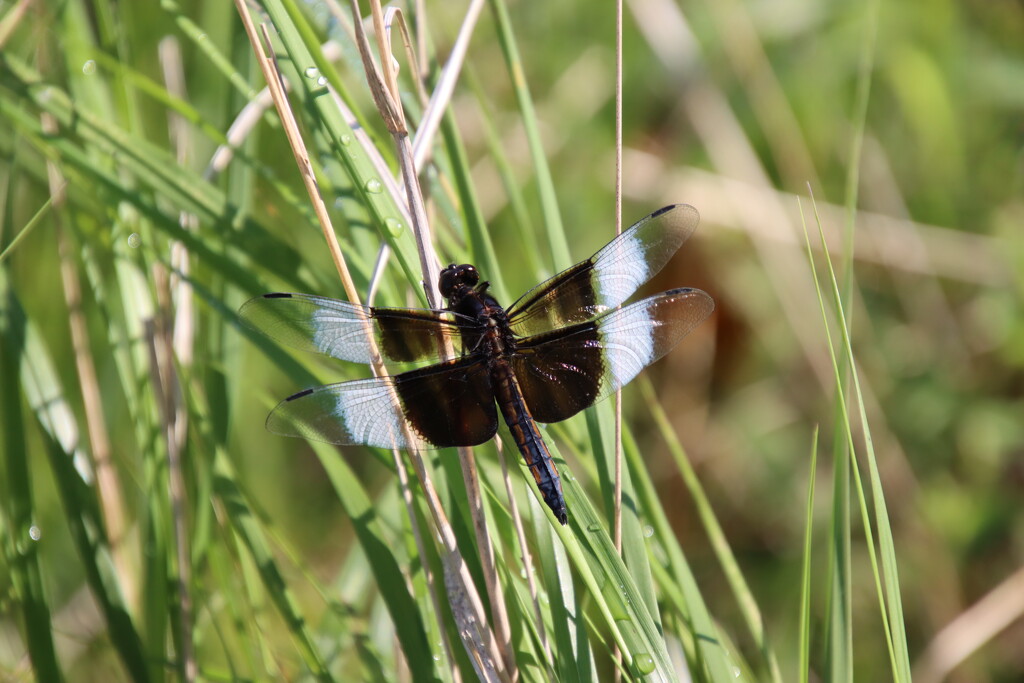 Widow Skimmer by edorreandresen