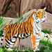 Tiger (painting)