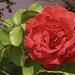 Delightful summer roses… 